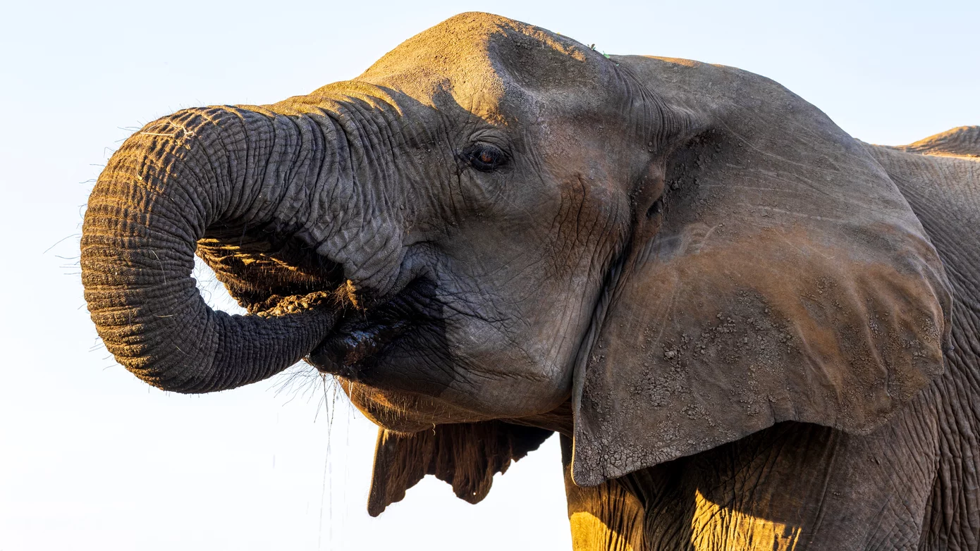 Elephant