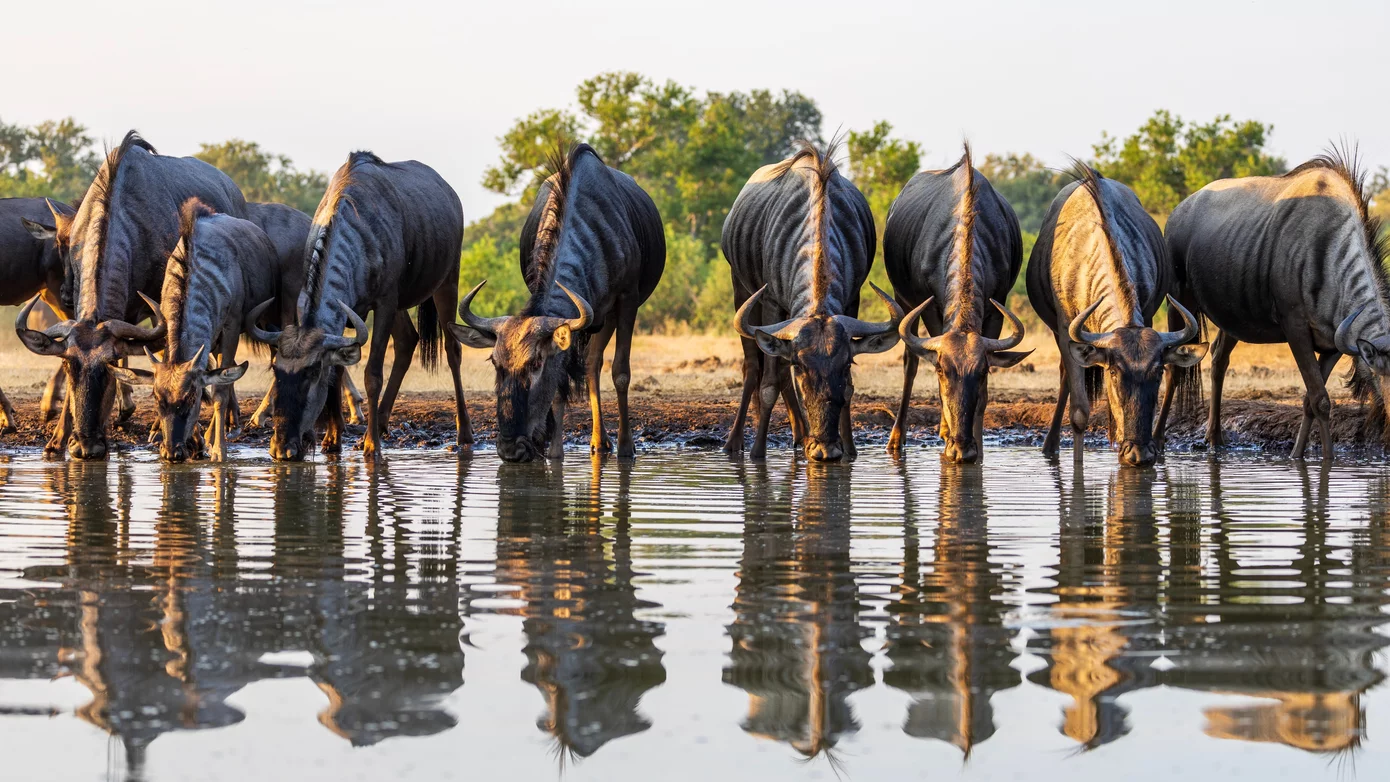 Buffalos