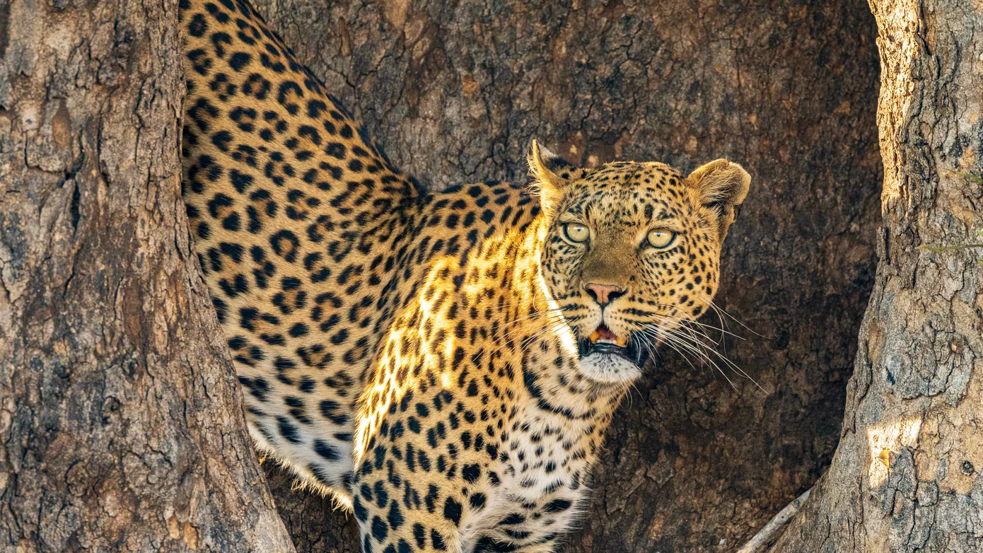 Panther