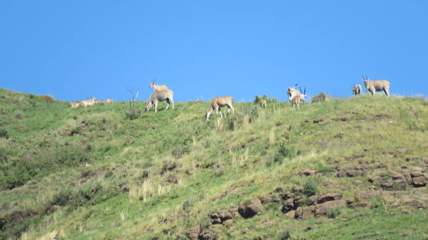 Eland herd