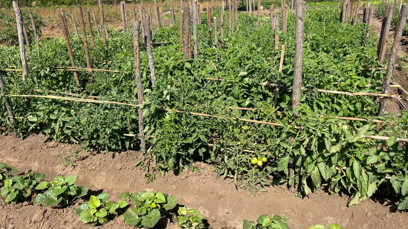 Crops