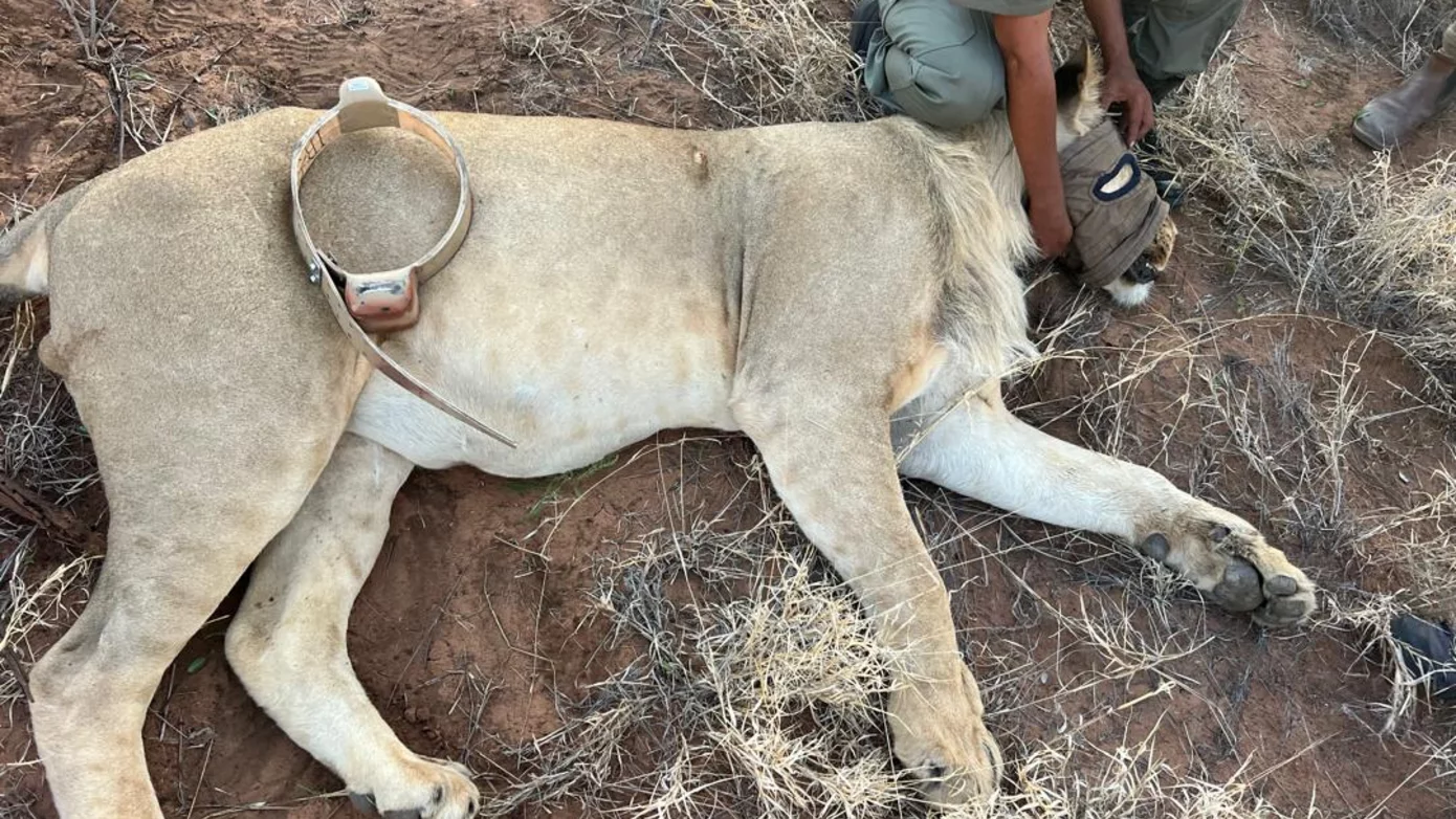 Lion Collaring 2