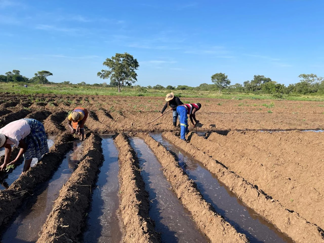 Irrigation scheme